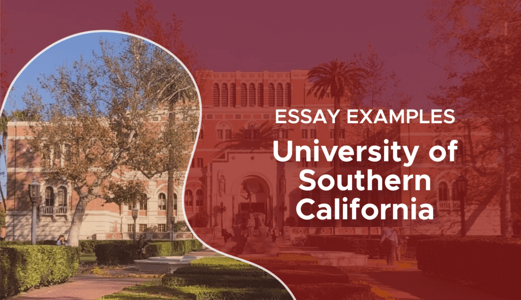 usc why major essay examples