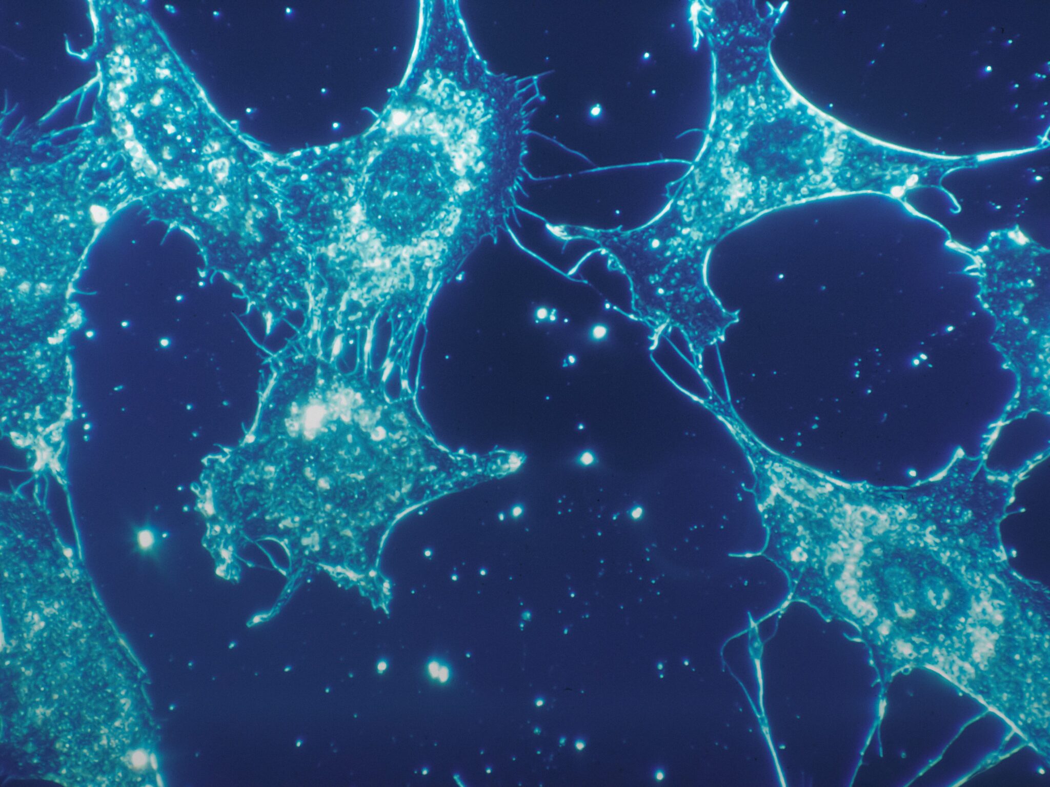 Cornell Majors & Cornell University Minors Latest Info