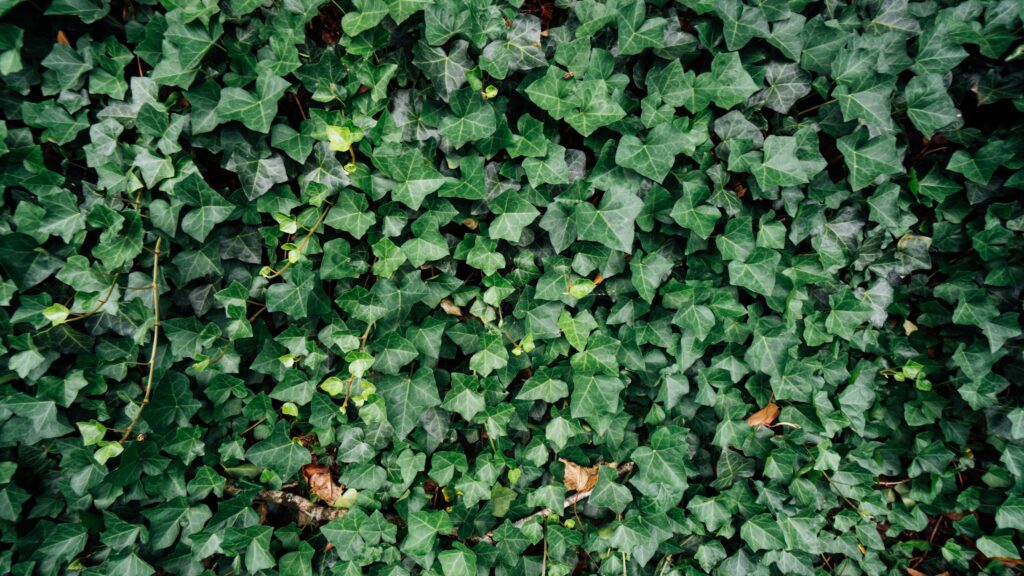 black ivy league