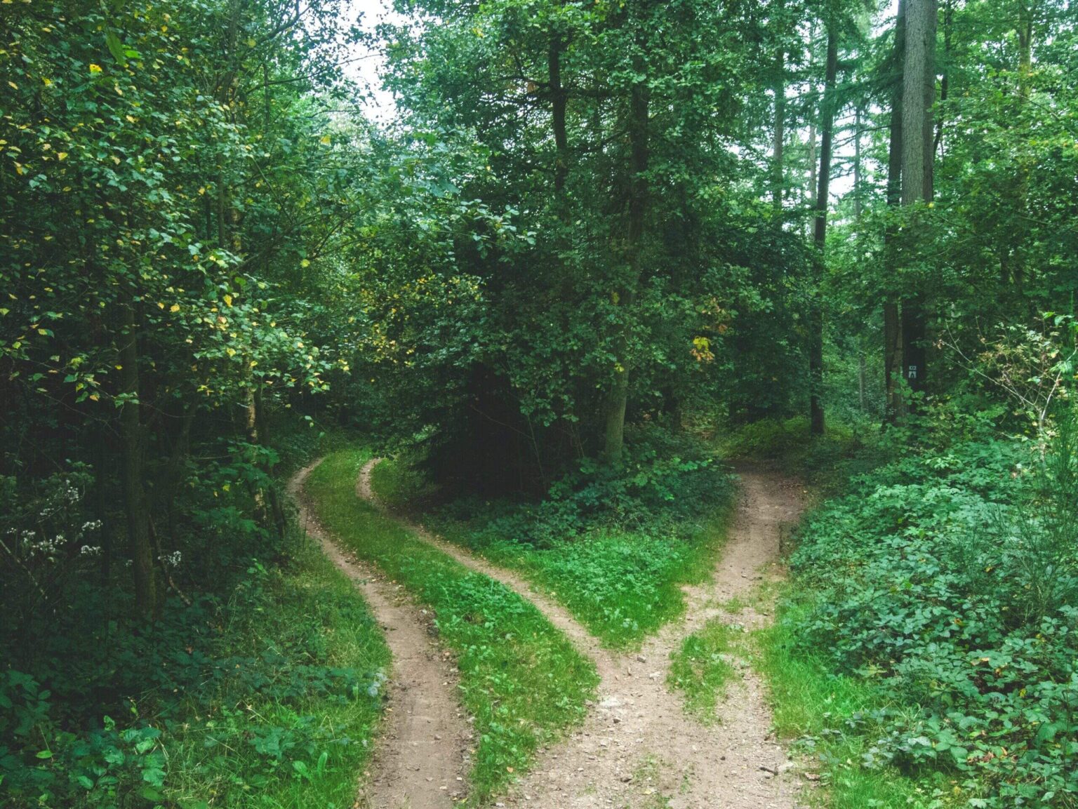 UC Davis Majors & UC Davis Minors Expert Guide