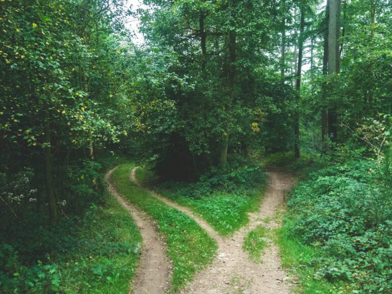 UC Davis Majors & UC Davis Minors Expert Guide